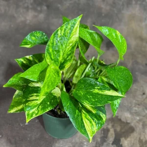 Golden Pothos Live Plant - 4
