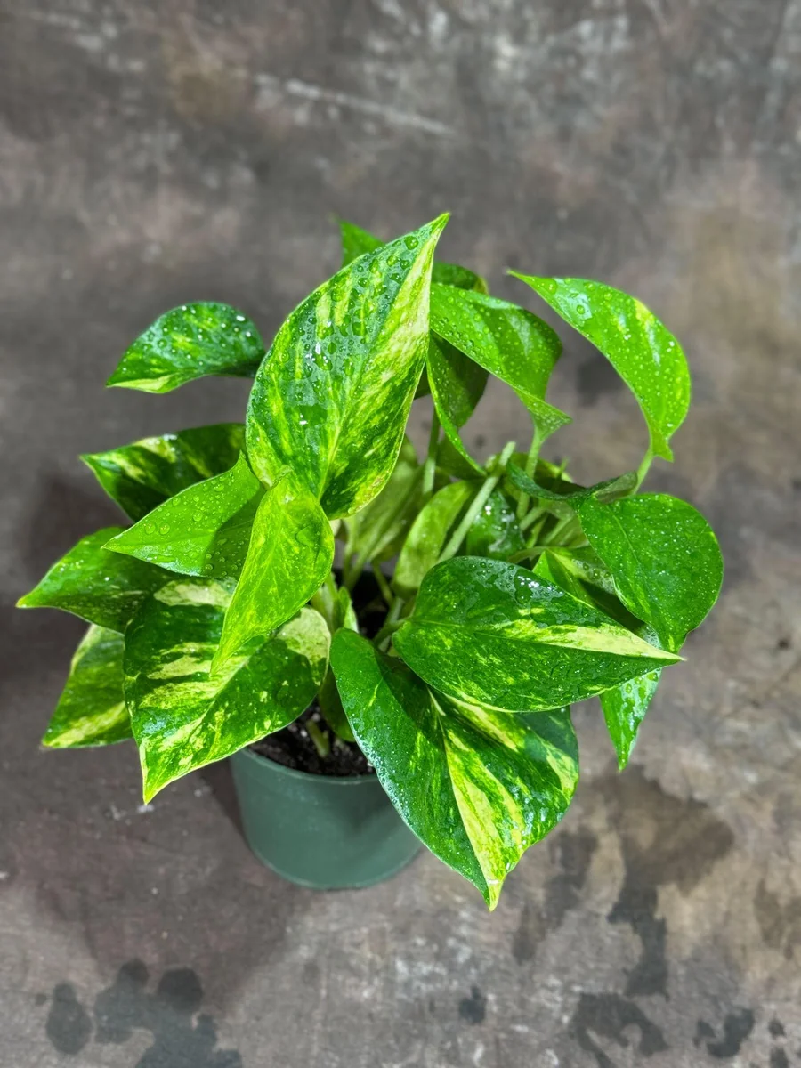 Golden Pothos Live Plant - 4" Nursery Pot - Easy Care Low Light Indoor Plant - Image 6