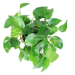Golden Pothos Live Plant - 6 inch Potted Houseplant - Easy Care Indoor - Image 2