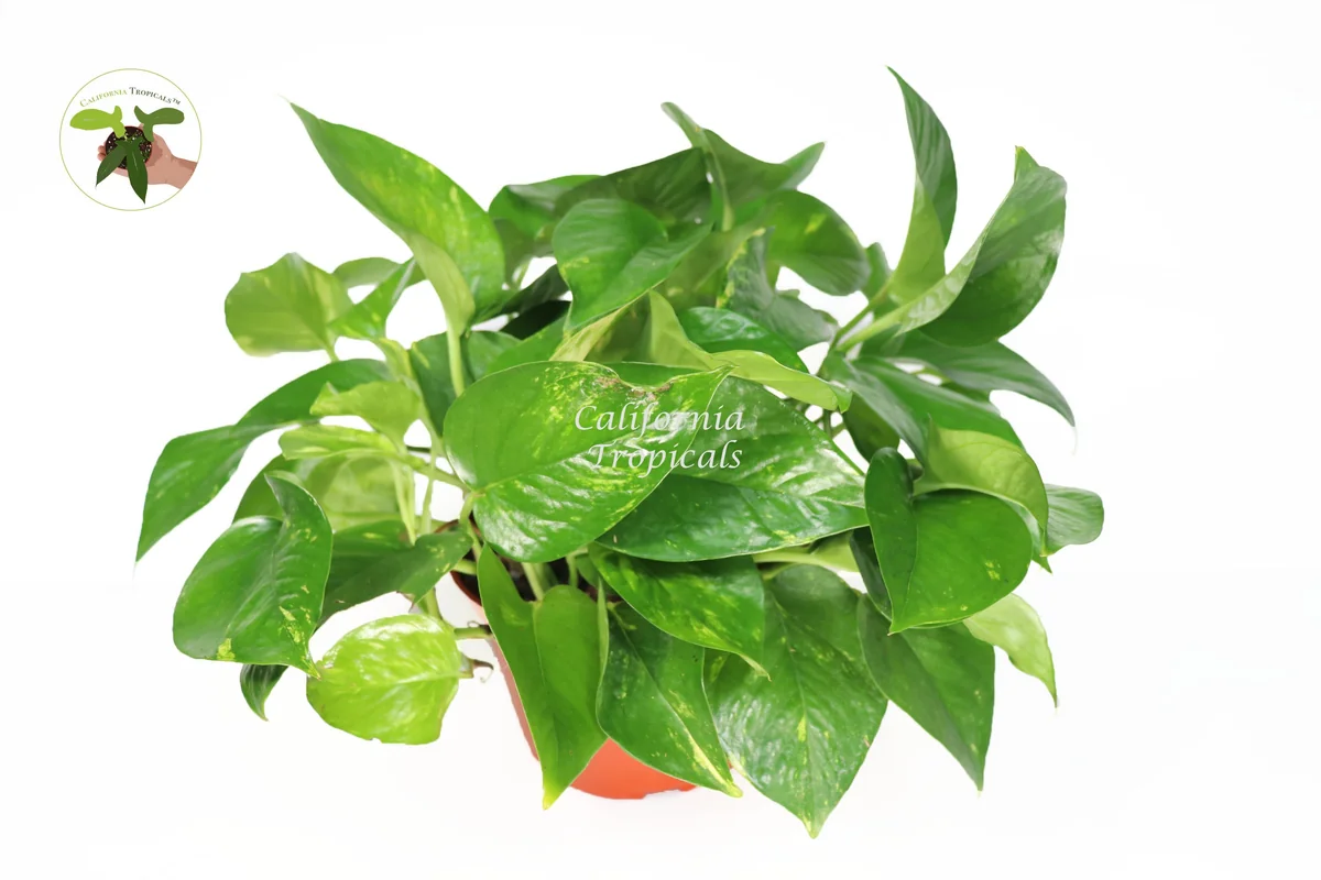 Golden Pothos Live Plant - 6 inch Potted Houseplant - Easy Care Indoor - Image 1