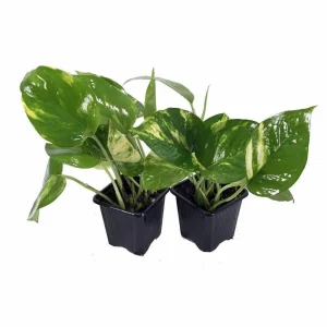 Golden Pothos Live Plant - Devil's Ivy Epipremnum - 2 Plants - 3