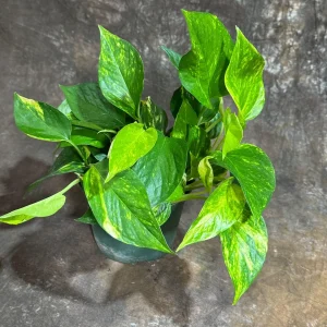 Golden Pothos Live Plant – Easy Care Houseplant – 6 inch Grow Pot – Indoor Air Purifier - Image 6