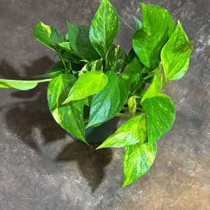 Golden Pothos Live Plant – Easy Care Houseplant – 6 inch Grow Pot – Indoor Air Purifier - Image 7