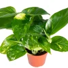 Golden Pothos Live Plant – Epipremnum Aureum – 4 Inch Potted Houseplant - Image 1