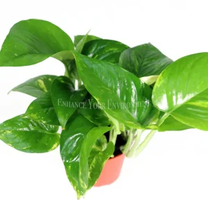Golden Pothos Live Plant – Epipremnum Aureum – 4 Inch Potted Houseplant - Image 2