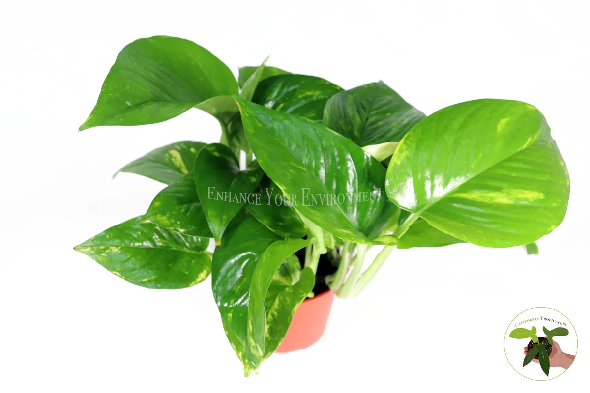Golden Pothos Live Plant – Epipremnum Aureum – 4 Inch Potted Houseplant - Image 2
