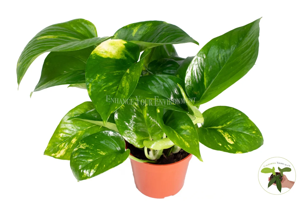 Golden Pothos Live Plant – Epipremnum Aureum – 4 Inch Potted Houseplant - Image 1