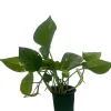 Golden Pothos Live Plant – Epipremnum Aureum – 4" Pot – Easy Care Indoor Houseplant - Image 1