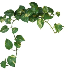 Golden Pothos Live Plant – Epipremnum Aureum – 4