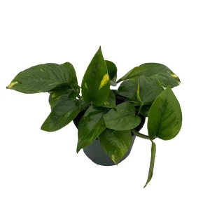 Golden Pothos Live Plant – Epipremnum Aureum – 6 inch Pot – Indoor Houseplant - Image 1