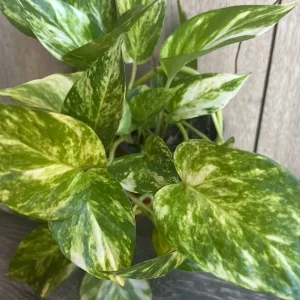 Golden Pothos Live Plant - Large 6 inch Pot, Air Purifying Houseplant - Image 1