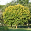 Golden Rain Tree Bare-root Plant - Koelreuteria paniculata - 2 Count - Image 1
