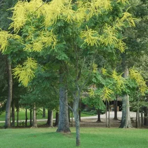 Golden Rain Tree Bare-root Plant - Koelreuteria paniculata - 2 Count - Image 3