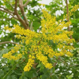 Golden Rain Tree Bare-root Plant - Koelreuteria paniculata - 2 Count - Image 4