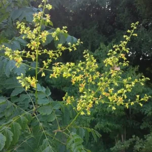 Golden Rain Tree Bare-root Plant - Koelreuteria paniculata - 2 Count - Image 5