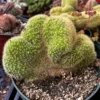 Golden Rat Tail Cactus Live Plant - Cleistocactus Winteri Cristata, Crested Succulent, 6 inch pot - Image 1