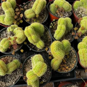 Golden Rat Tail Cactus Live Plant - Cleistocactus Winteri Cristata, Crested Succulent, 6 inch pot - Image 3