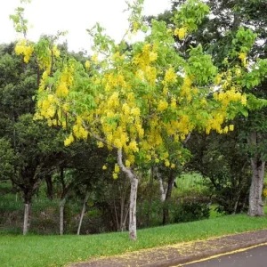 Golden Shower Tree Seeds – Cassia Fistula – Yellow Tropical Flower Tree – Choose 5 or 10 Seeds - Image 3