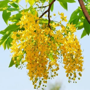 Golden Shower Tree Seeds – Cassia Fistula – Yellow Tropical Flower Tree – Choose 5 or 10 Seeds - Image 4