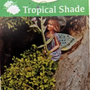 Golden Spikemoss Live Plant - Selaginella kraussiana aurea - 2.5