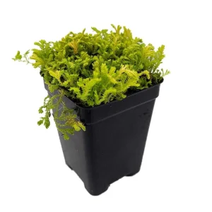 Golden Spikemoss Live Plant - Selaginella kraussiana aurea - 2.5
