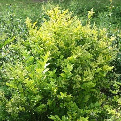 Golden Ticket Privet Live Plant – 4 inch Pot – Non-Invasive Shrub - Image 1