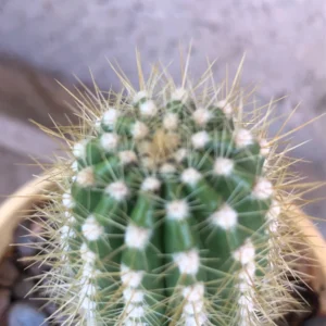 Golden Torch Cactus Live Plant - 2 Rooted Pieces, 3-6" Tall - Drought-Tolerant Succulent - Image 2