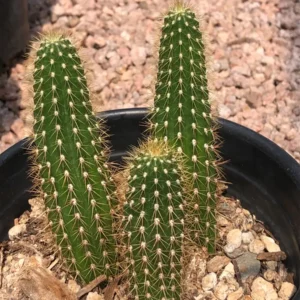 Golden Torch Cactus Live Plant - 2 Rooted Pieces, 3-6
