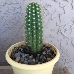 Golden Torch Cactus Live Plant - 2 Rooted Pieces, 3-6" Tall - Drought-Tolerant Succulent - Image 1