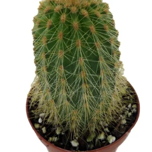 Golden Torch Cactus Vatricania Guentheri Live Plant – 2 inch Pot - Image 2