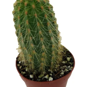 Golden Torch Cactus Vatricania Guentheri Live Plant – 2 inch Pot - Image 3