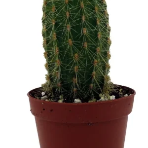 Golden Torch Cactus Vatricania Guentheri Live Plant – 2 inch Pot - Image 1