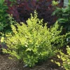Golden Treasure Dwarf Birch Live Plant – 4 inch Pot – Betula – Outdoor Shrub - Image 1