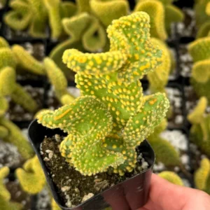 Golden Wavy Cactus Opuntia Microdasys Monstrosus Live Plant 2.5'' Pot - Image 2
