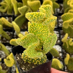 Golden Wavy Cactus Opuntia Microdasys Monstrosus Live Plant 2.5'' Pot - Image 3