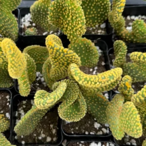 Golden Wavy Cactus Opuntia Microdasys Monstrosus Live Plant 2.5'' Pot - Image 4