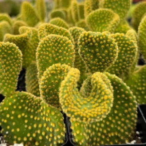 Golden Wavy Cactus Opuntia Microdasys Monstrosus Live Plant 2.5'' Pot - Image 5