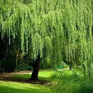 Golden Weeping Willow Tree Seeds - 5 Count - Ready to Plant Outdoor - Image 2