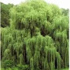 Golden Weeping Willow Tree Seeds - 5 Count - Ready to Plant Outdoor - Image 1