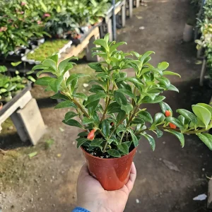 Goldfish Christmas Holly | Goldfish Hybrid Plant | Nematanthus hybrid | 2in pot | 4in pot - Image 4