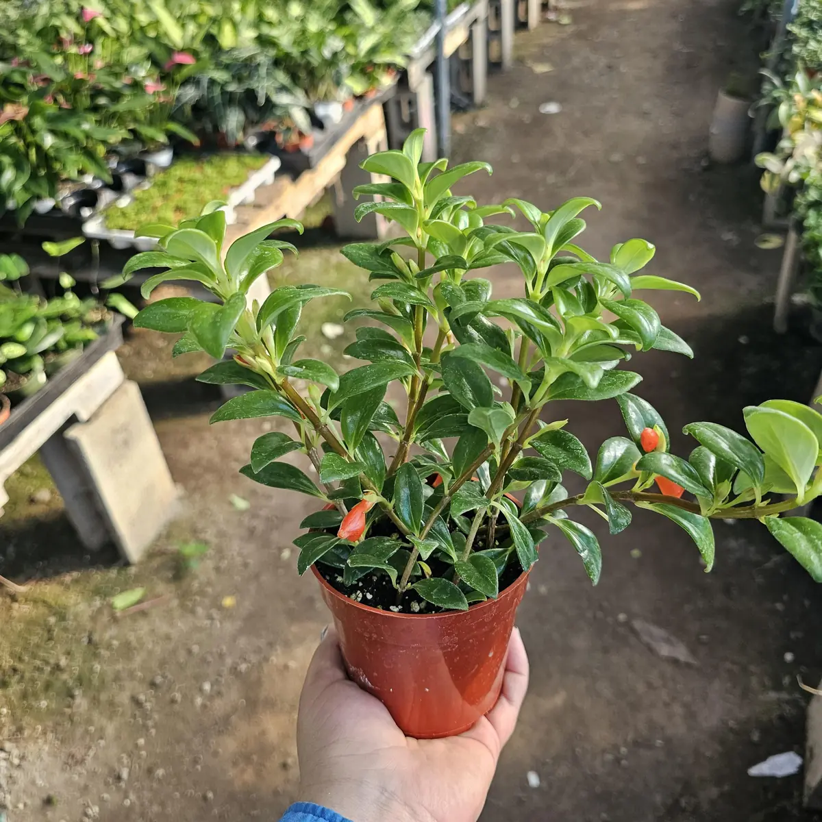 Goldfish Christmas Holly | Goldfish Hybrid Plant | Nematanthus hybrid | 2in pot | 4in pot - Image 4