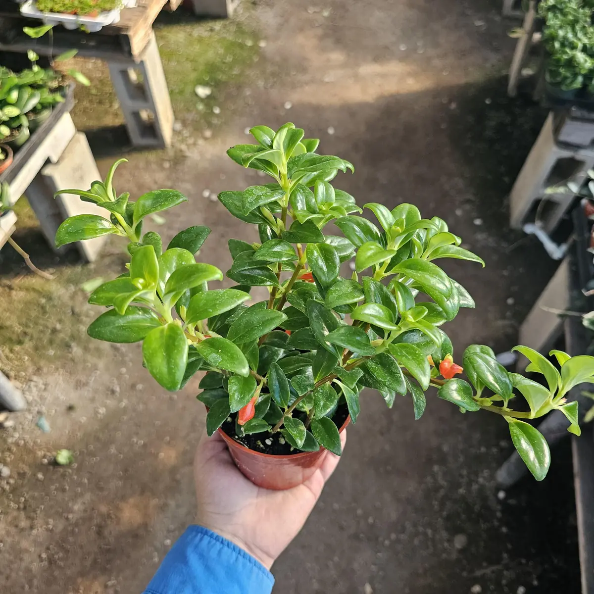 Goldfish Christmas Holly | Goldfish Hybrid Plant | Nematanthus hybrid | 2in pot | 4in pot - Image 5