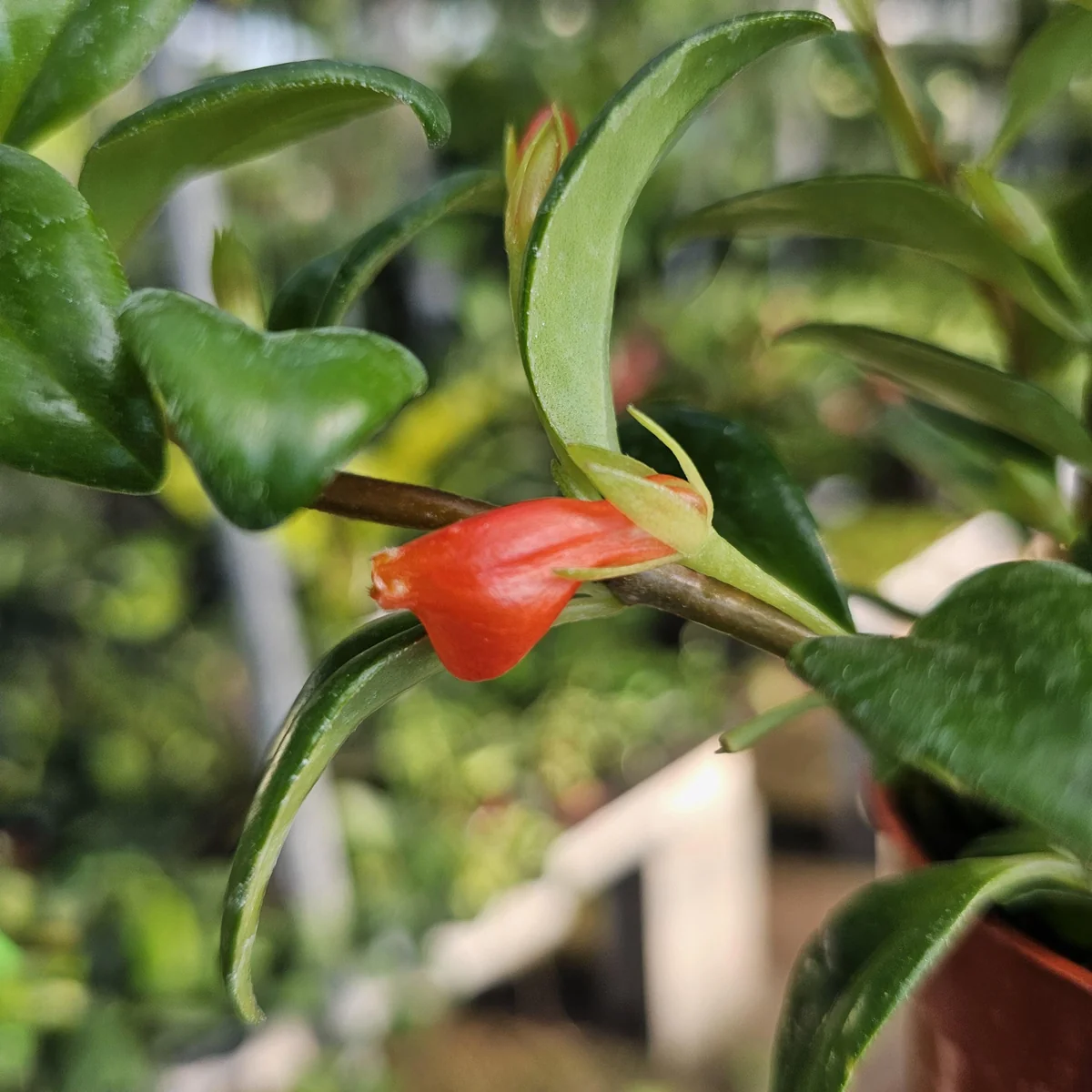 Goldfish Christmas Holly | Goldfish Hybrid Plant | Nematanthus hybrid | 2in pot | 4in pot - Image 6