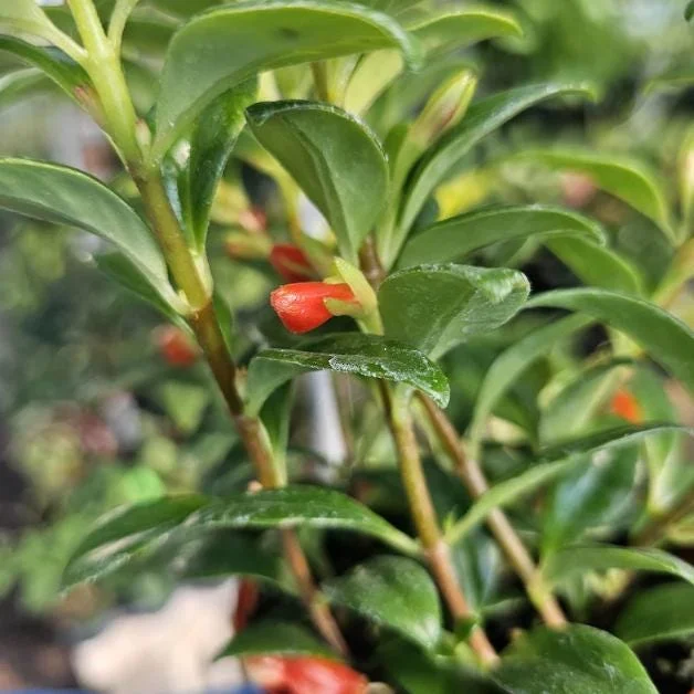 Goldfish Plant Live Plant - 5-8" Tall - 2" Pot - Nematanthus Gregarius Indoor Houseplant - Image 3