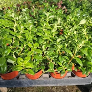 Goldfish Plant Live Plant - 5-8