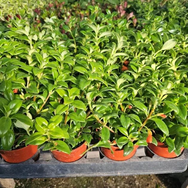 Goldfish Plant Live Plant - 5-8" Tall - 2" Pot - Nematanthus Gregarius Indoor Houseplant - Image 5