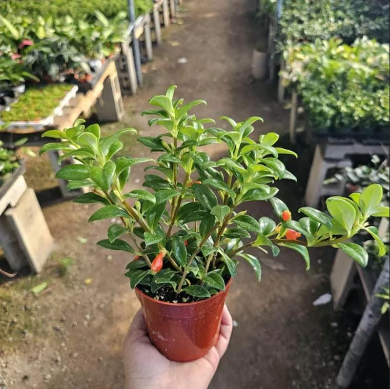 Goldfish Plant Live Plant - 5-8" Tall - 2" Pot - Nematanthus Gregarius Indoor Houseplant - Image 1