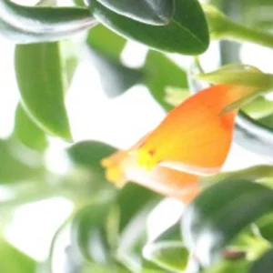 Goldfish Plant Live Plant - 7