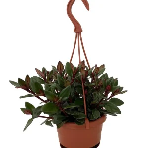 Goldfish Plant Live Plant - Nematanthus - 4 inch Mini Hanging Basket - Indoor - Image 1