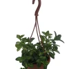 Goldfish Plant Live Plant - Nematanthus Gregarius - 4 inch Hanging Basket - Image 1